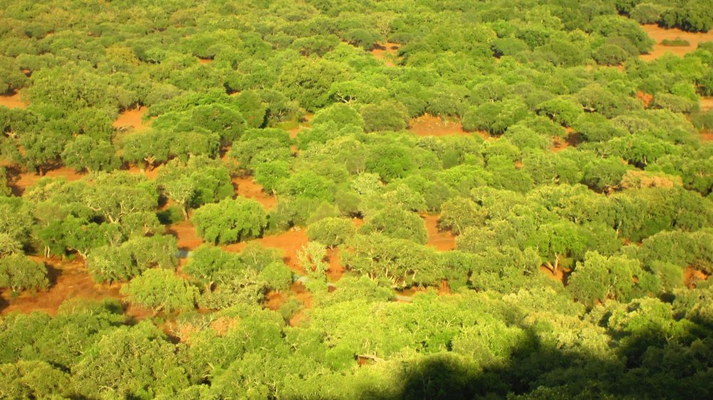 Castelo de Alter Pedroso