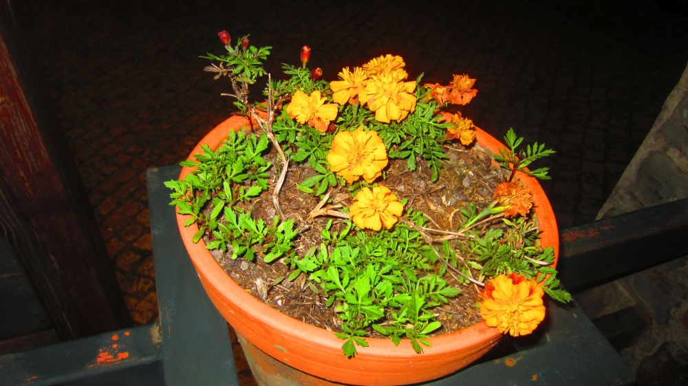 Tagetes
