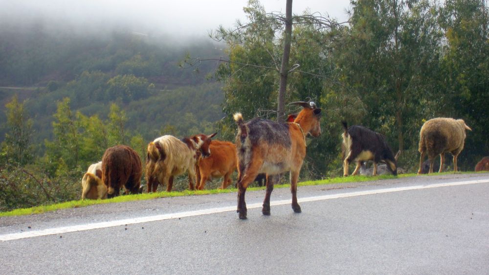Schafe auf der Strae