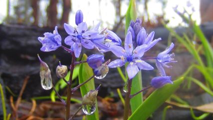 Scilla