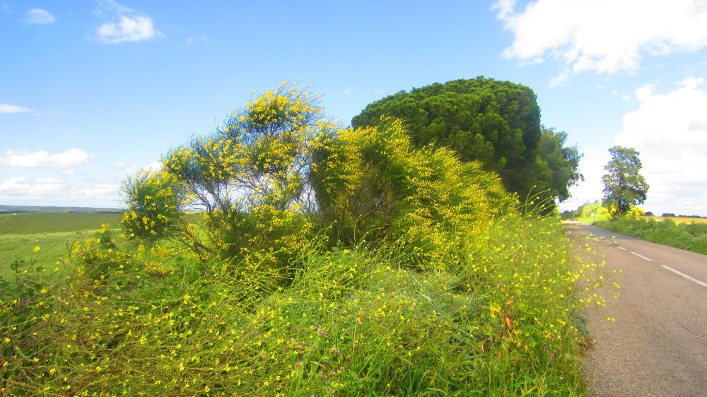 Straenrand mit Ginster