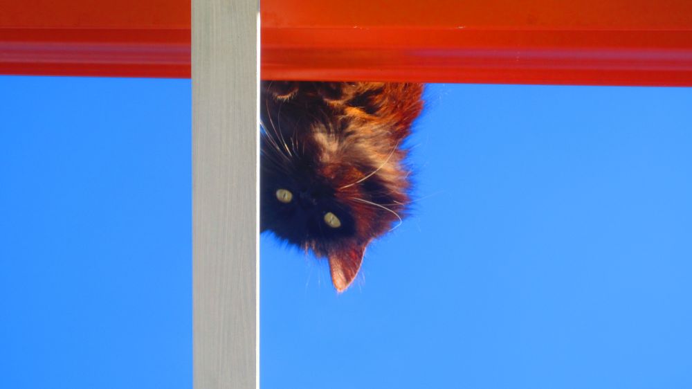 Frau Fluse auf dem Dach