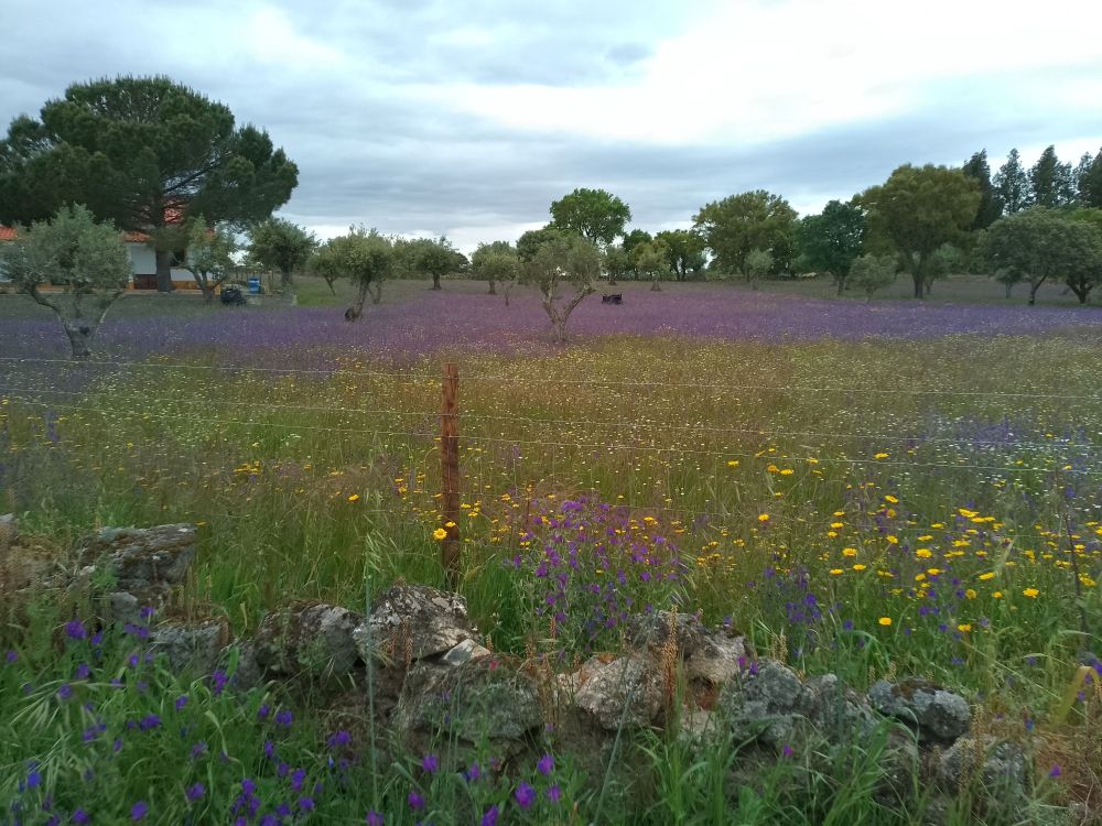 Anta_da_nossa_Senhora_da_Redonda