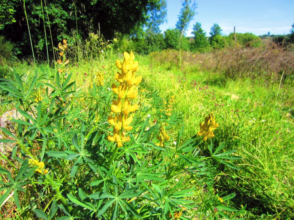 gelbe Lupine