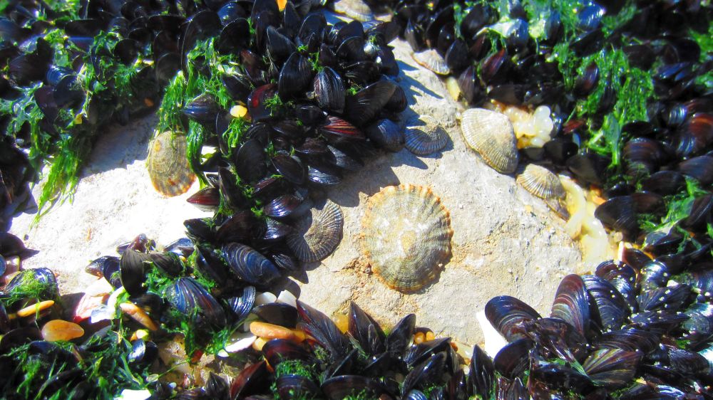 Napfschnecke + Miesmuscheln