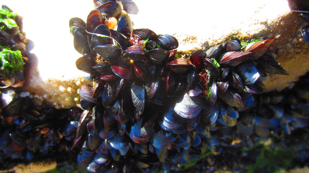 Miesmuscheln