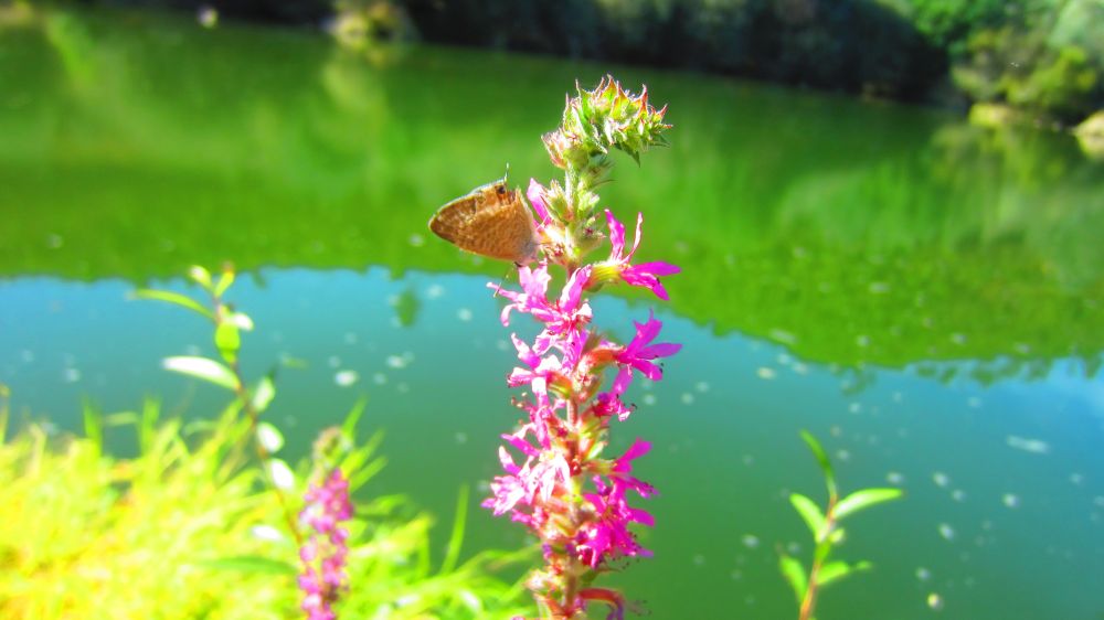 Blutweiderich mit Schmetterling