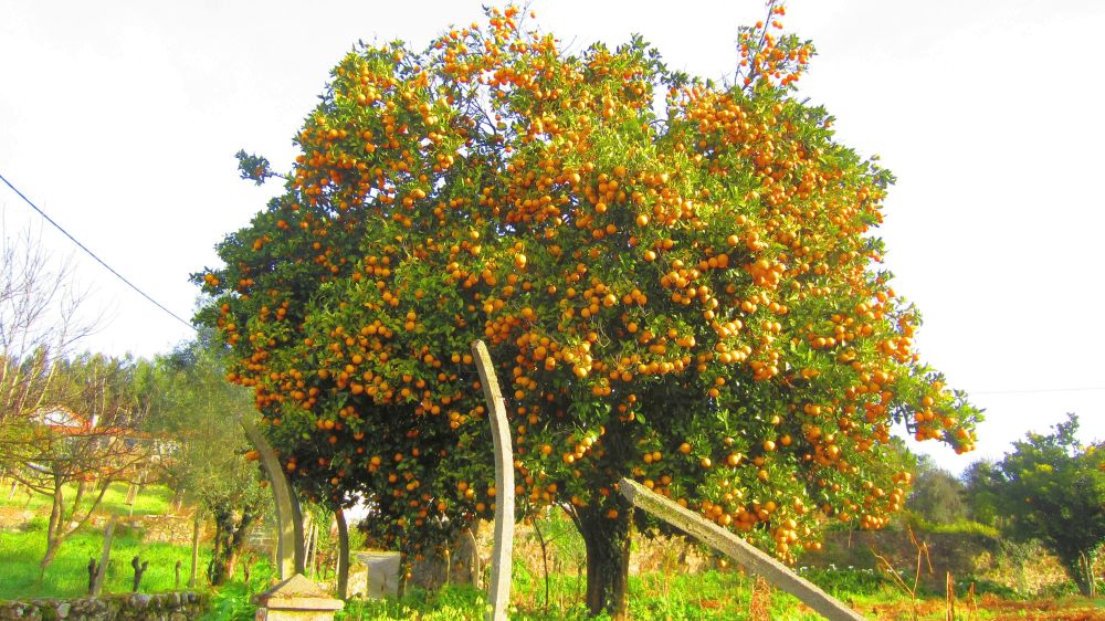 Orangenbaum