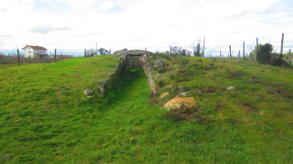 Anta_Pinheiro_dos_Abracos