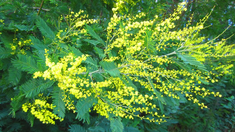 Mimose