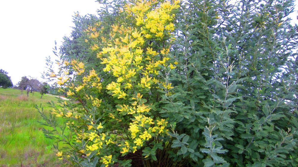 Mimose