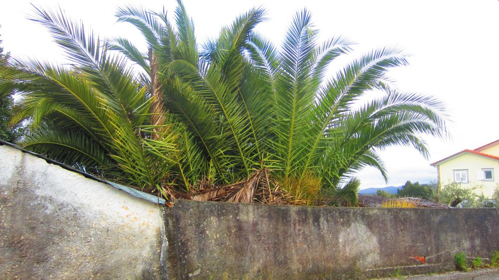 Palmen