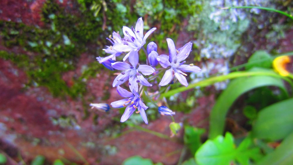 Scilla