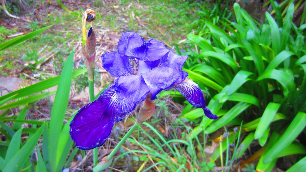 Iris