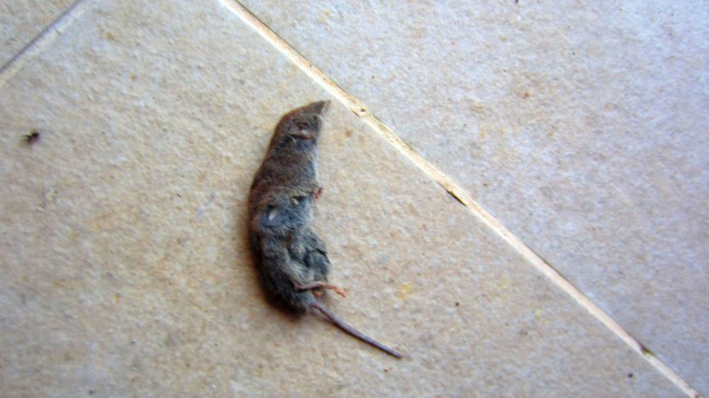 tote Maus