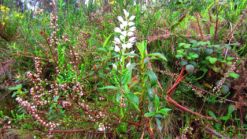 Waldv�glein