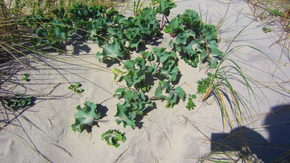 Stranddistel