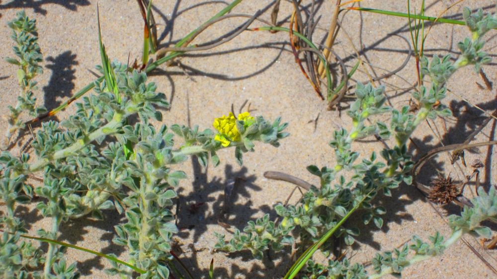 Strand-Schneckenklee