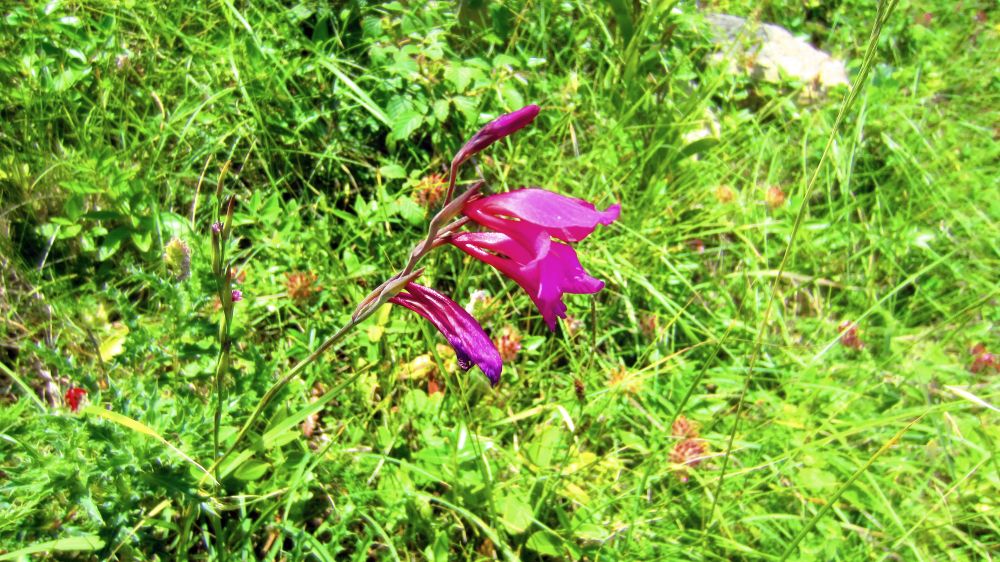 wilde Gladiole