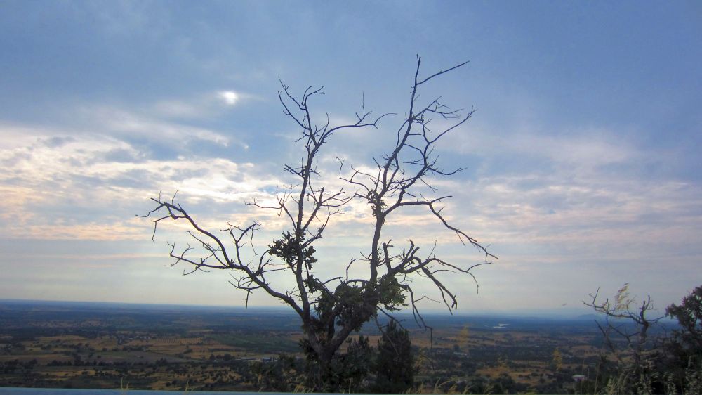 Baum