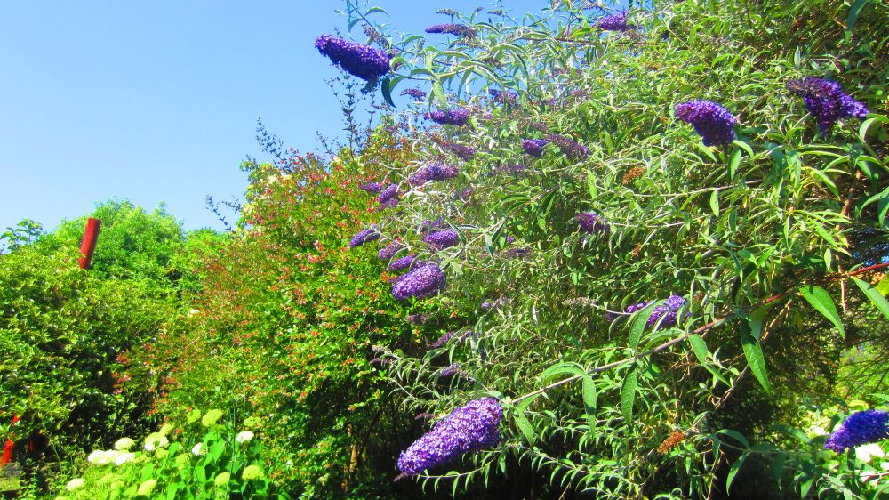 Schmetterlingsflieder