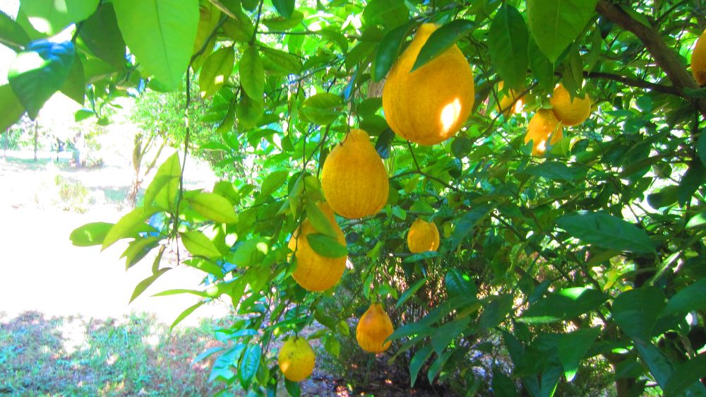 Riesen-Zitronen