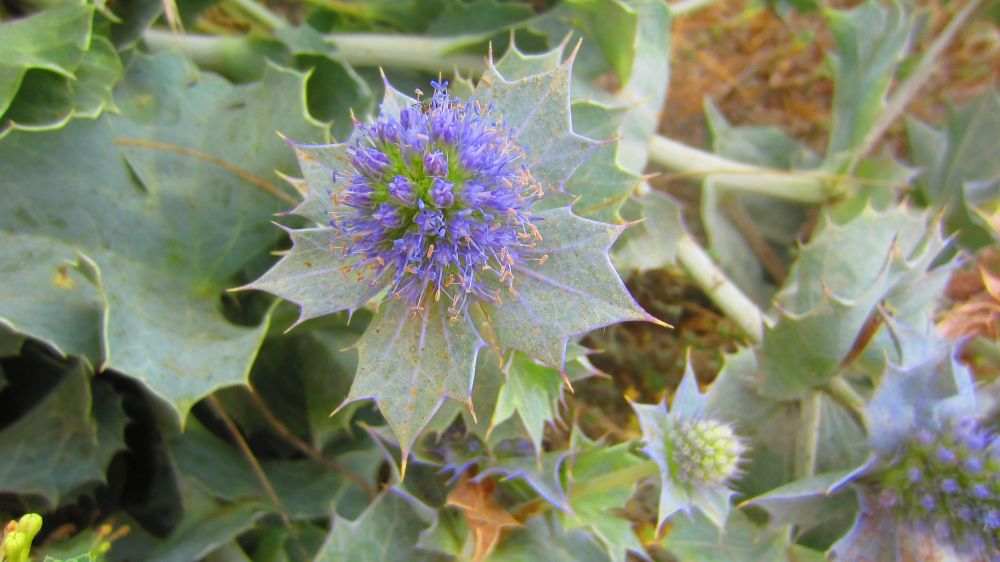 Stranddistel