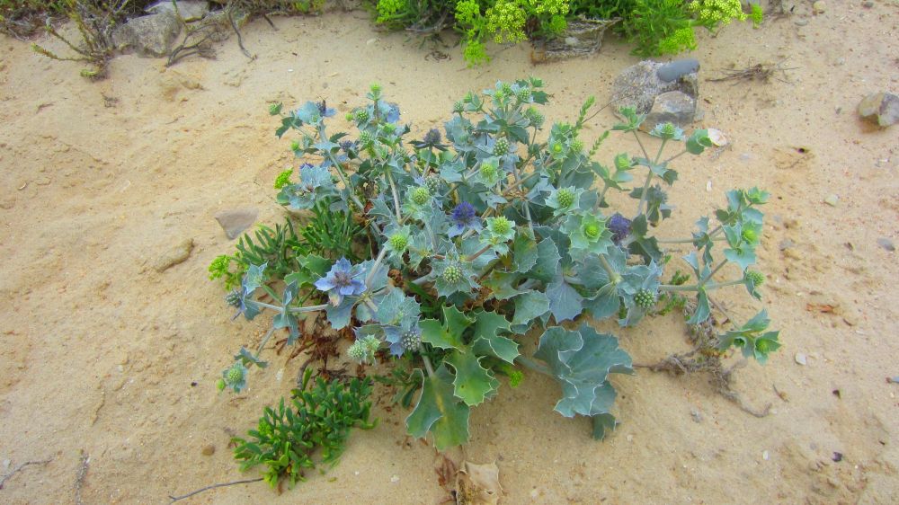 Stranddistel