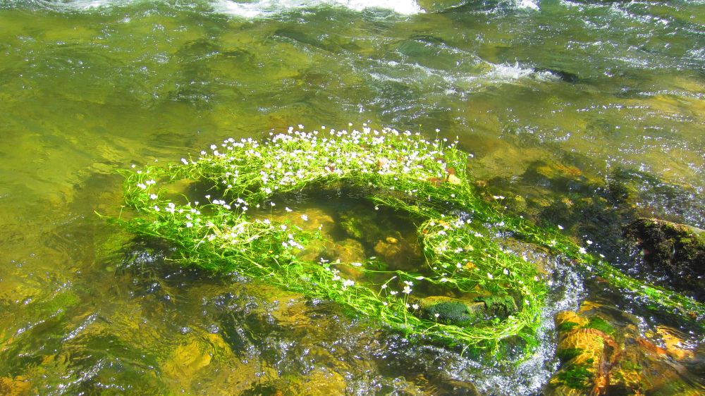 Wasserhahnenfuss