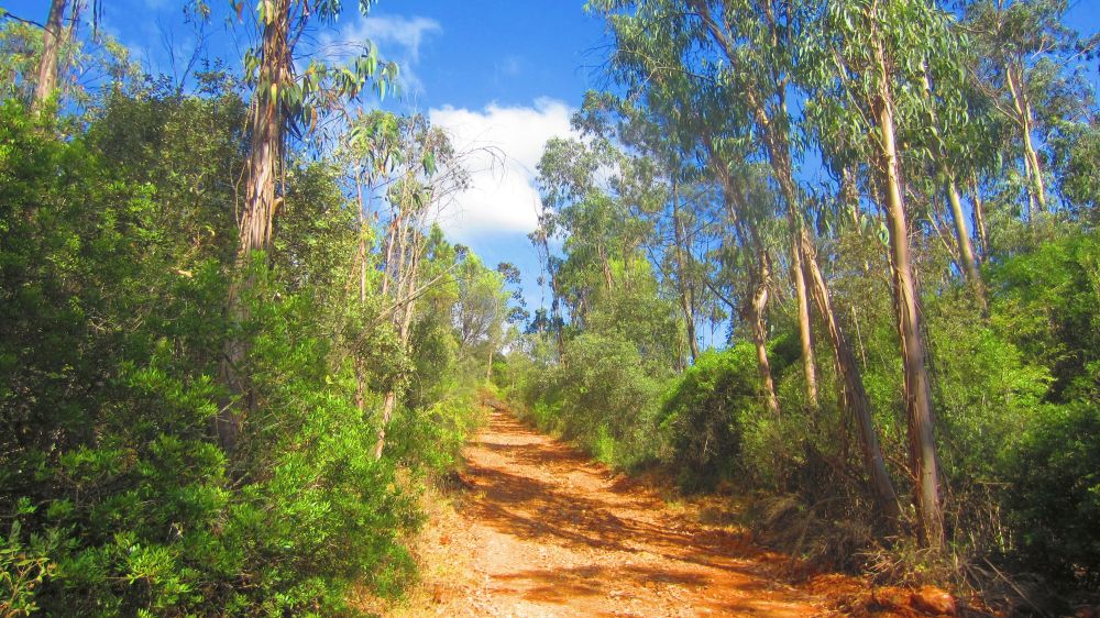 Waldweg