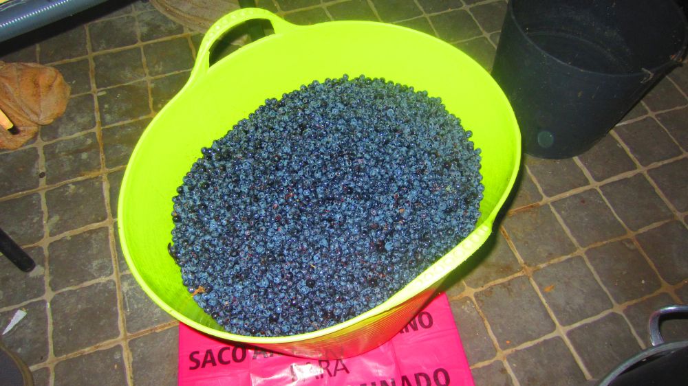Trauben blau