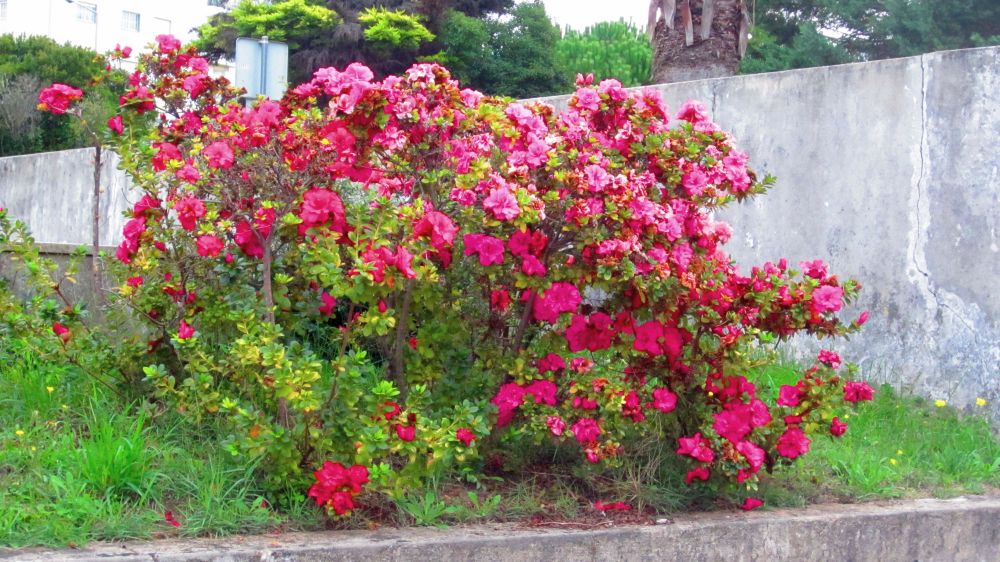 Rhododendron