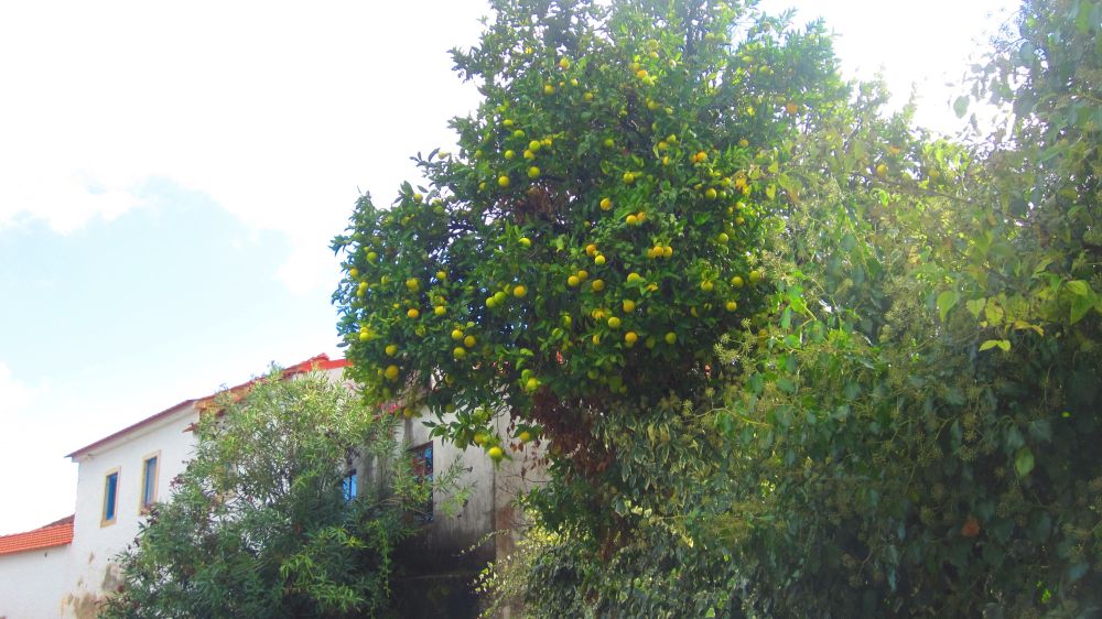 Orangen