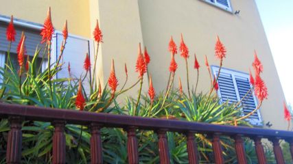 rote Blumen
