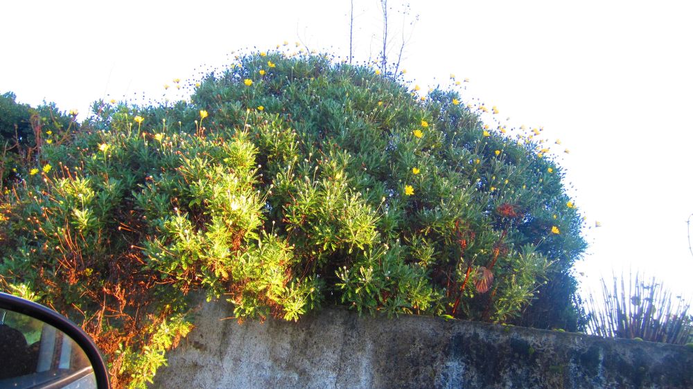 Margeriten im Januar