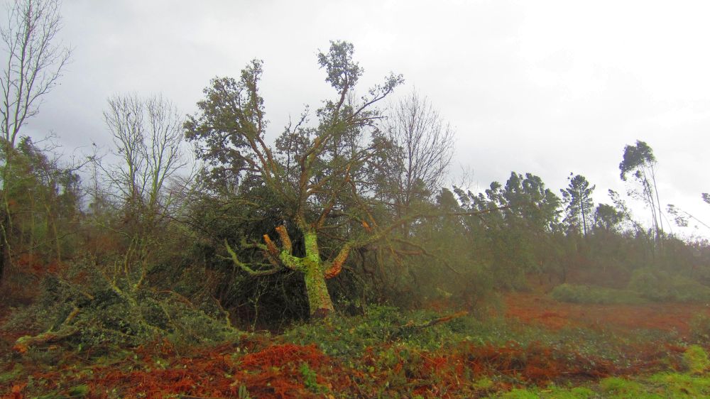 Baum