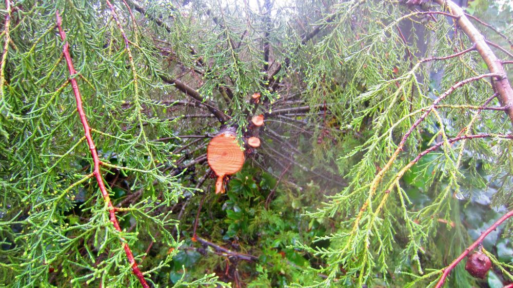 Baum