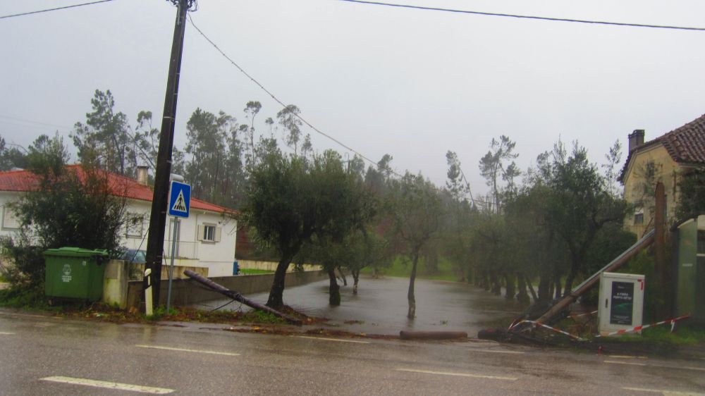  Tojeira