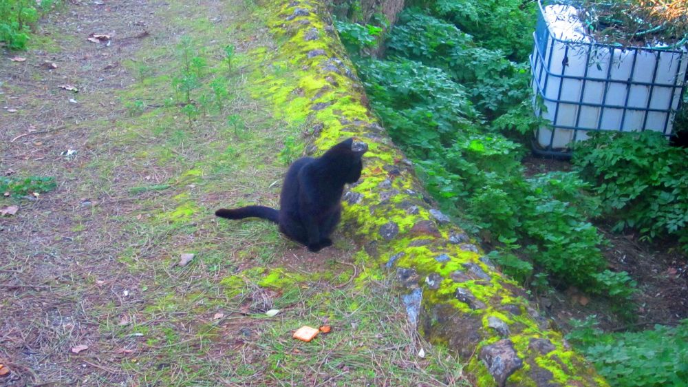 Katze