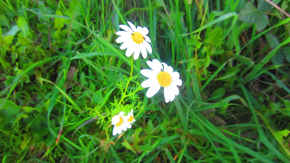 Margeriten