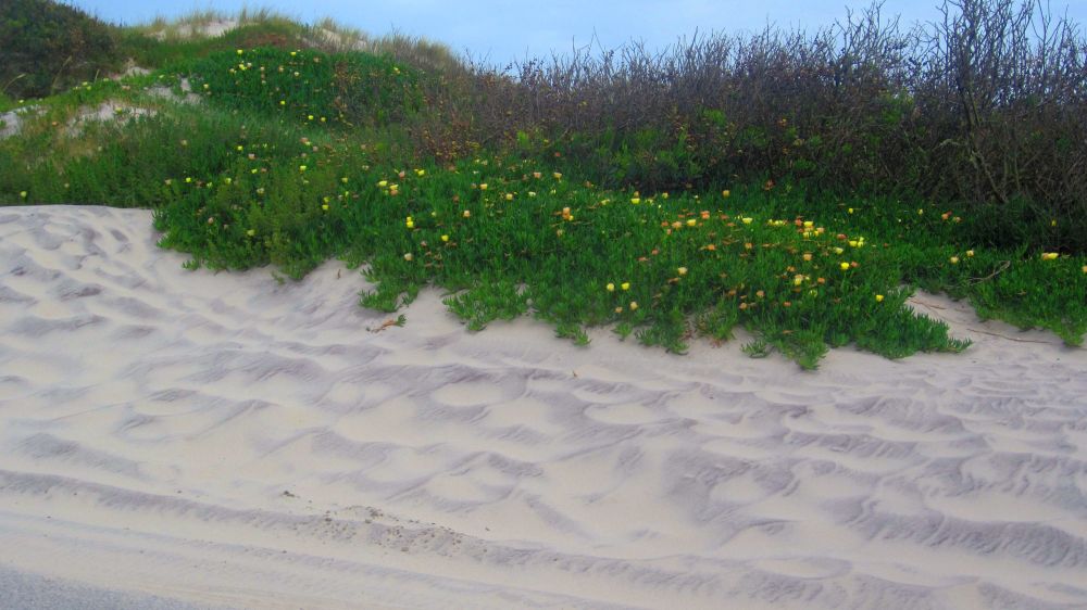 Mittagsblumen
