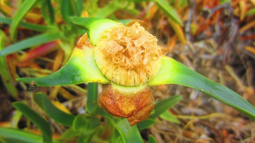 verbl�hte Mittagsblume