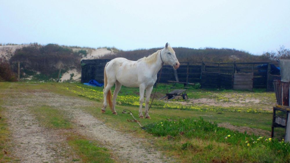 Pferd