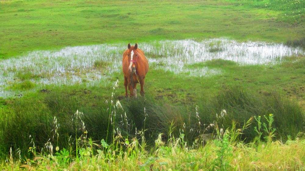 Pferd im Sumpf