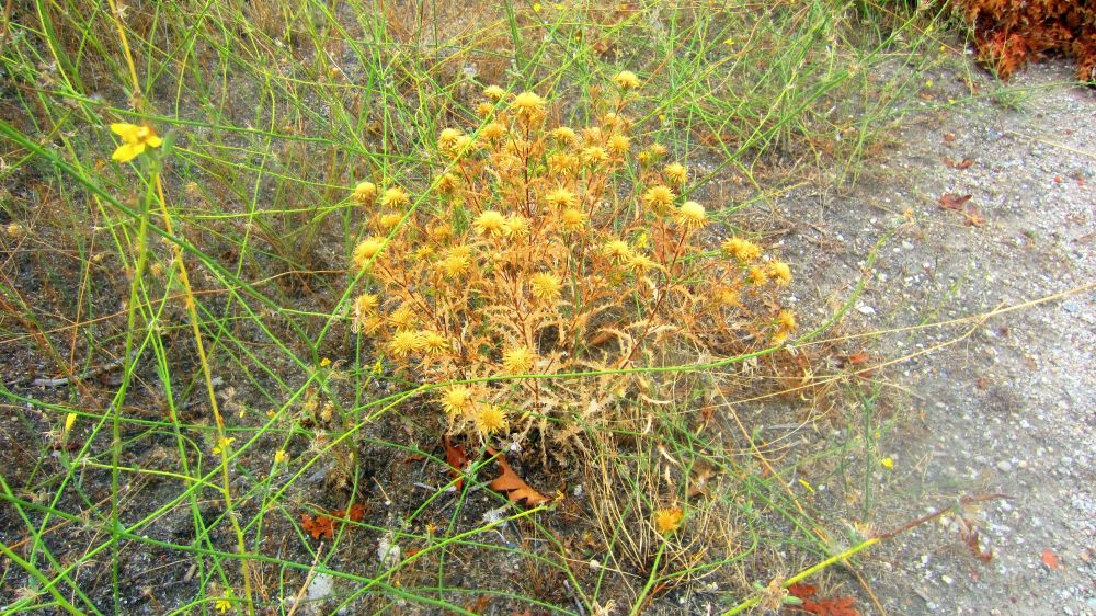 Golddistel