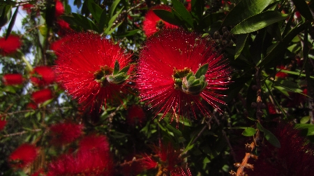 Flaschenputzerstrauch