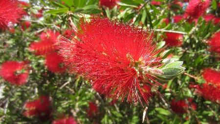 Flaschenputzerstrauch