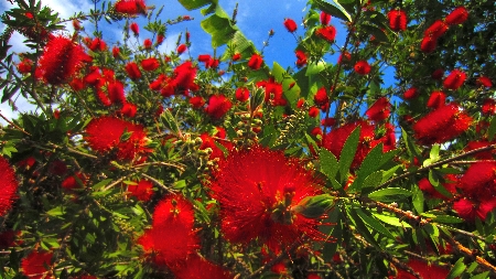 Flaschenputzerstrauch