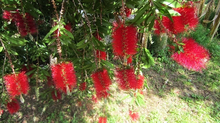 Flaschenputzerstrauch