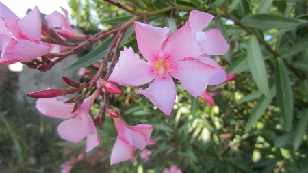 Oleander_rosa